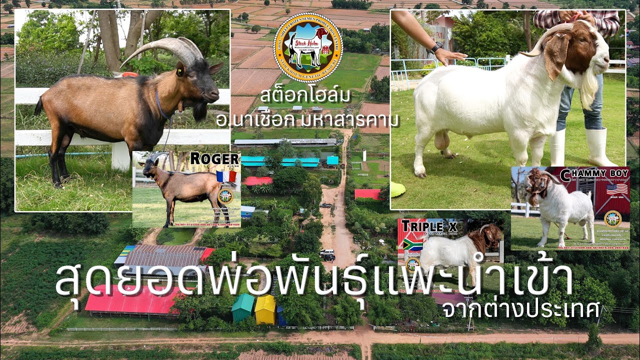 ✳️ สุดยอดพ่อพันธุ์แพะ นำเข้าจาก USA แอฟริกา ฝรั่งเศส  [EP.2@สต็อกโฮล์ม มหาสารคาม]