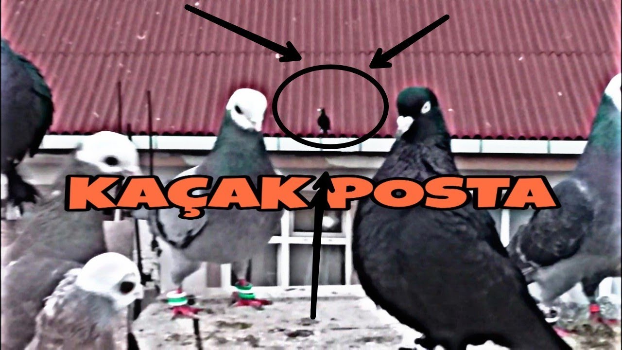 KAÇAK POSTA KUŞU HEMDE İNAÇÇİ GÜVERCİN