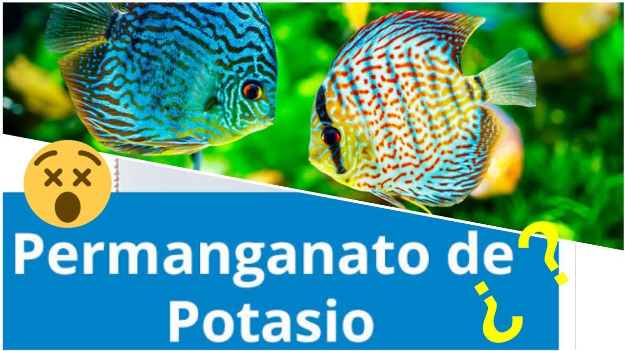 PERMANGANATO DE POTASIO: EL PRODUCTO QUE TE HARA OLVIDAR LAS CUARENTENAS