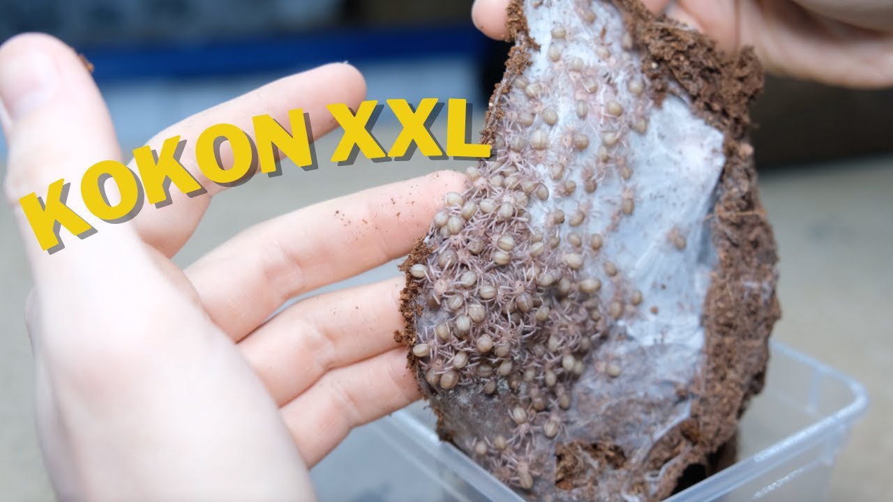 OGROMNE KOKONY na hodowli ARACHNOHOBBIA!