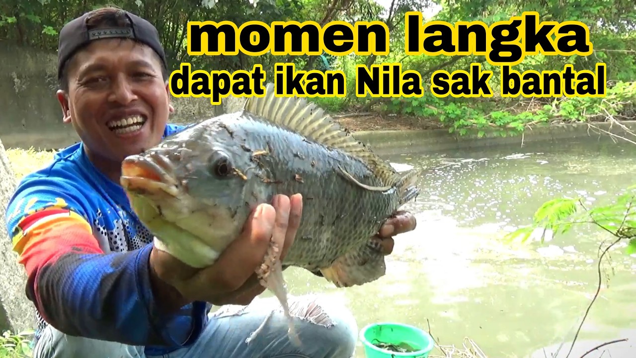 Strike Bertubi tubi Mancing di Gerojokan Pasca Banjir, Ikan Nila Babon Ganas Banget!
