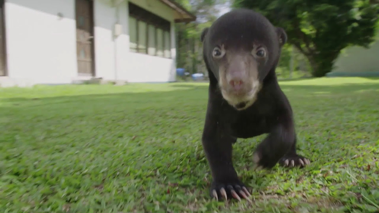 Baby Sun Bear