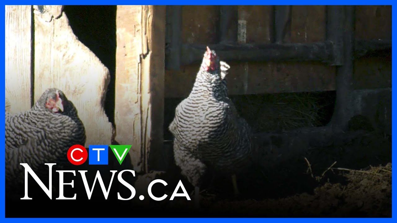 How does bird flu affect Canada?
