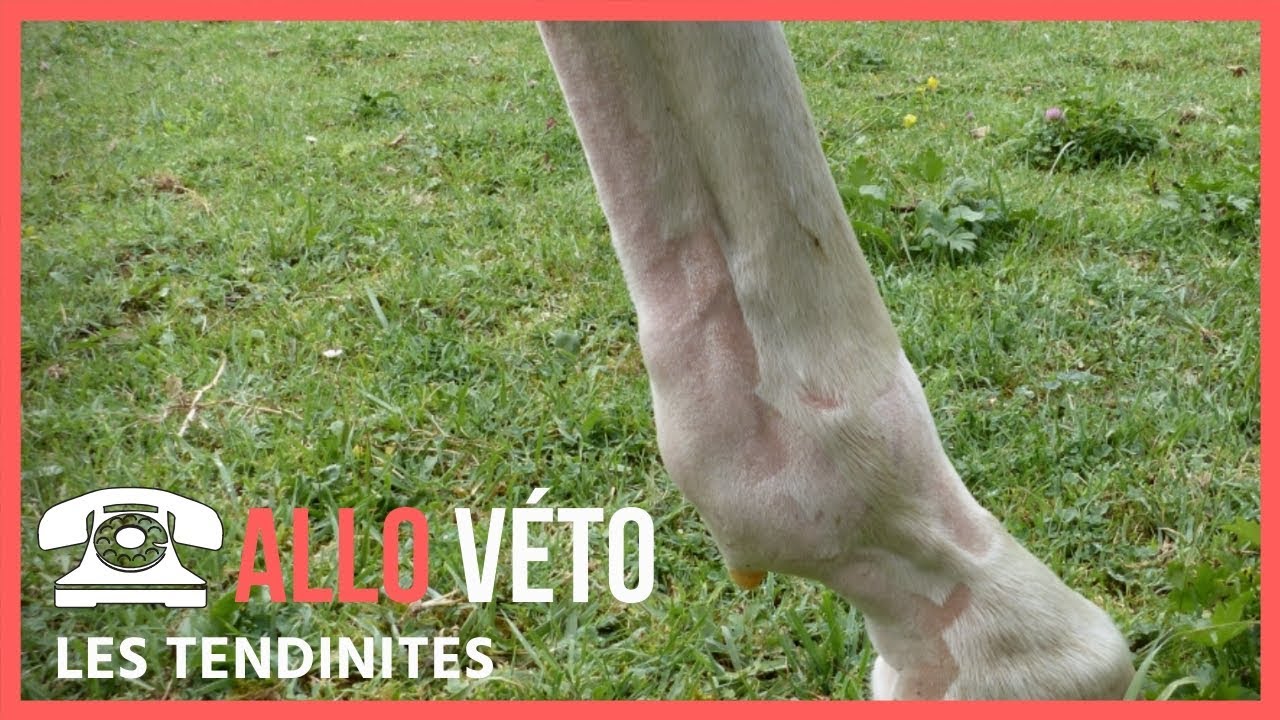 [ALLO VÉTO] : Les tendinites 🐎