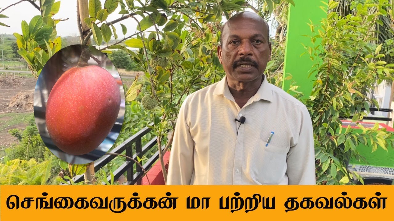 மாடி தோட்டத்தில் செங்கைவருக்கன் மாம்பழம் | Sengaivarukan Mango in Terrace Garden