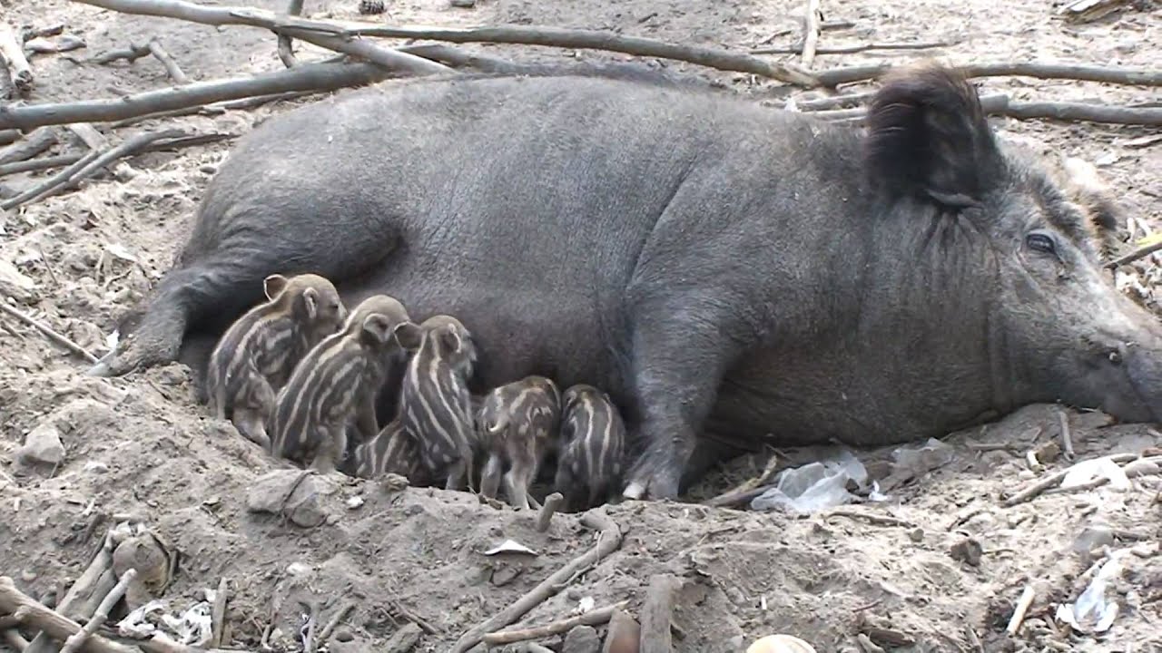 New born Wild Baby Boars - Wildschwein Frischlinge