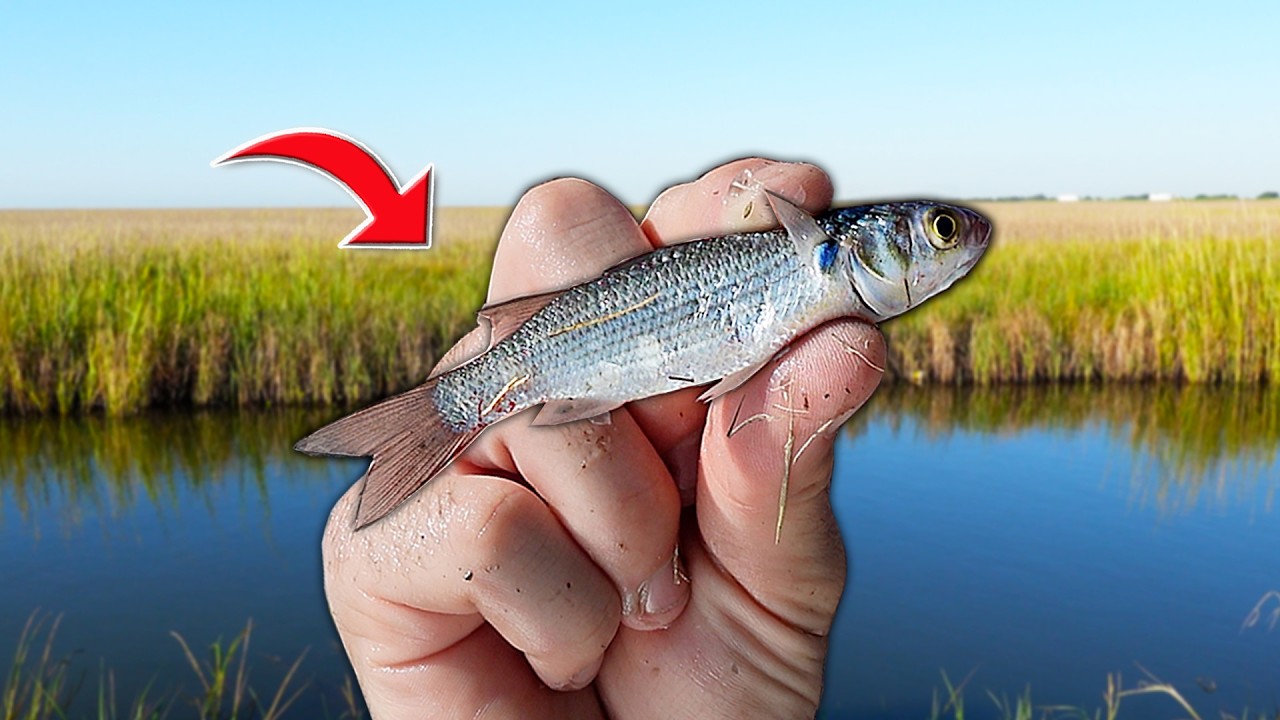 Ловля ЖИВОЙ НАЖИВКИ и рыбалка на морских ГИГАНТОВ в болотах!