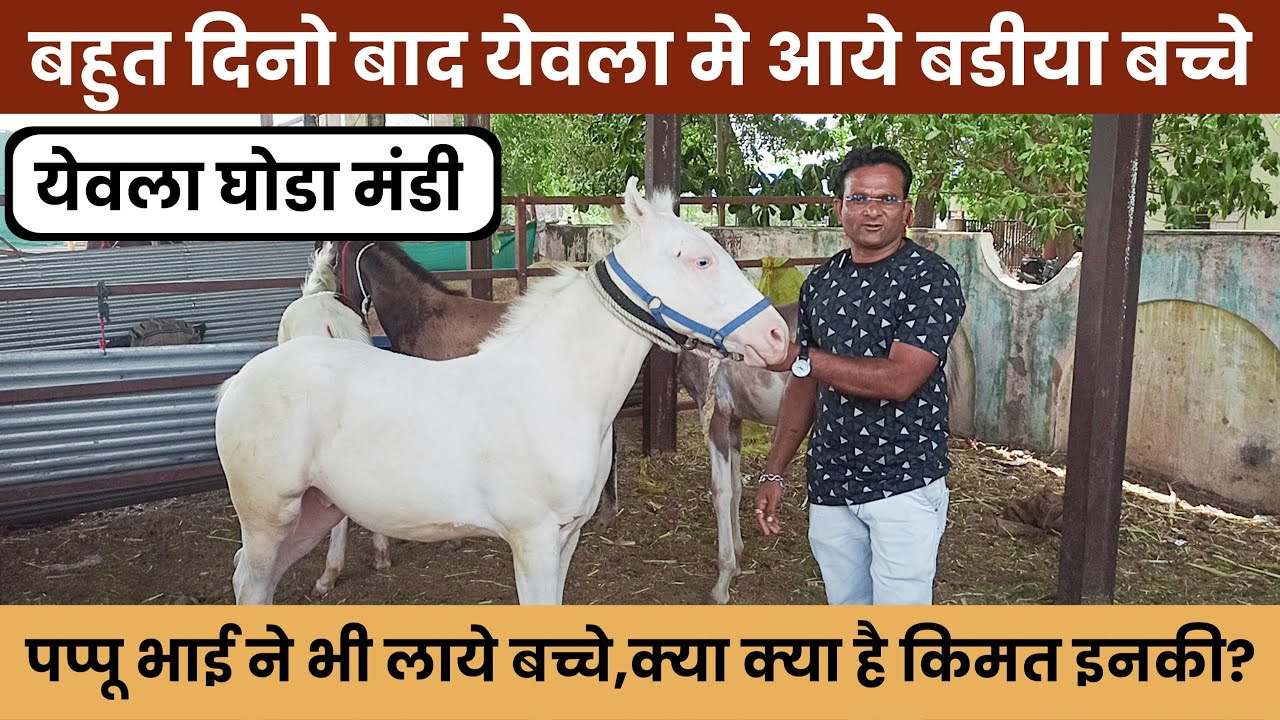 पप्पू भाई ने मंडी मे लाया जयमंगल नुकरा बच्चा | Yeola Horse Market | Baby Horse's For Sale In Yeola