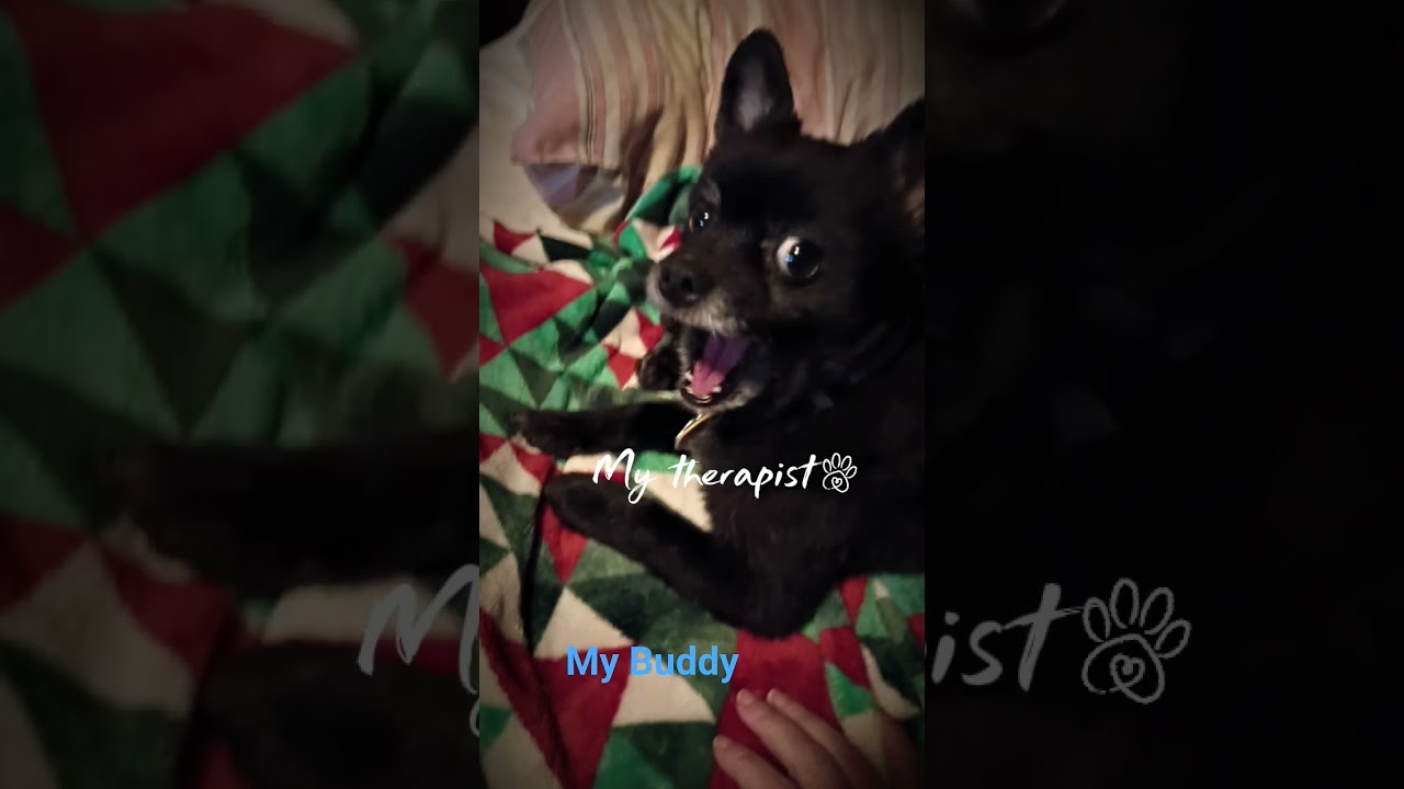 #dog #subscribe #love #shorts