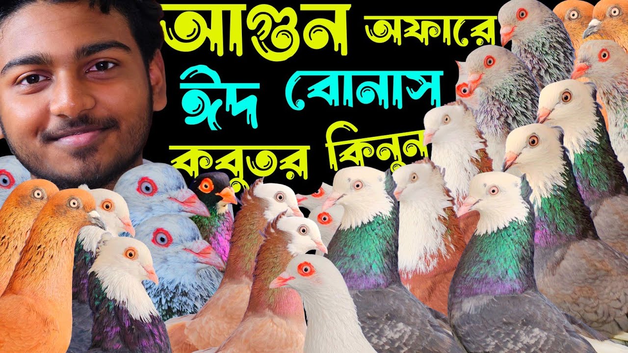 আগুন অফারে ঈদ স্পেশাল গররা,চিলা,হাইফ্লায়ার গিরিবাজ কবুতর কিনুন | বাকবাকুম পায়রা | Pigeon video |