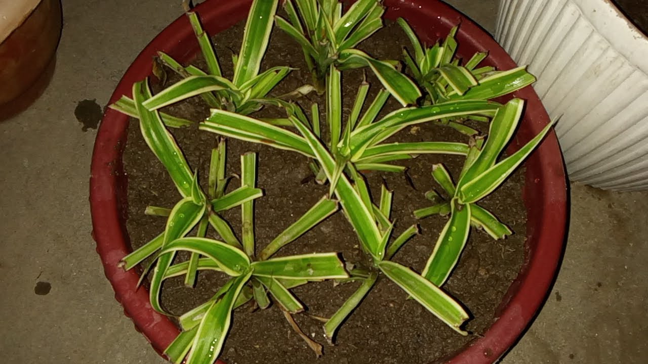 How to reporting spider plants 