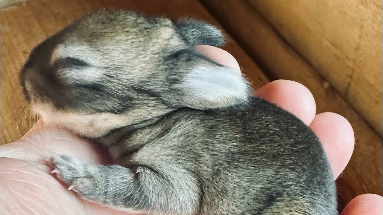 The Cutest Little 11 day old Baby Netherland Dwarf/Lion-Head Bunnies! 🐰