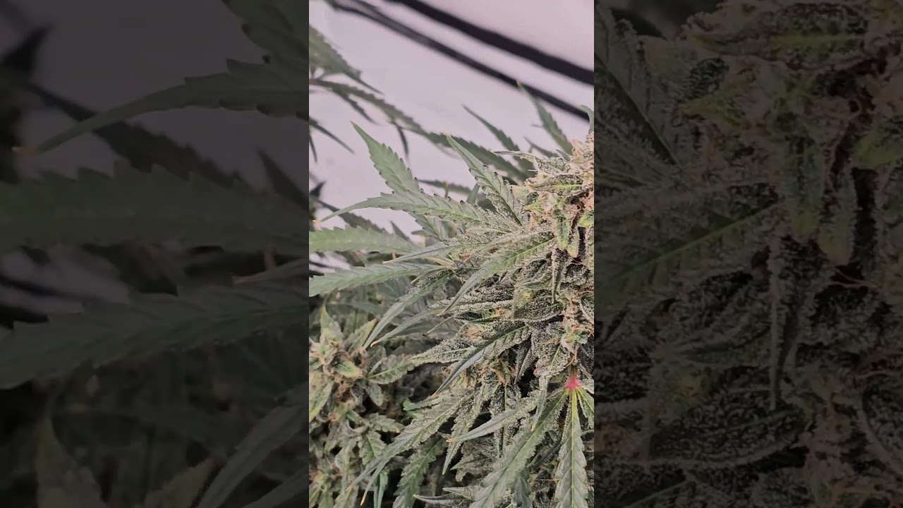 Photontek X1000WPRO #GalaxyBrain #NightOwl #RedPoison #SweetSeeds #autoflowers #Photontek #X1000WPRO