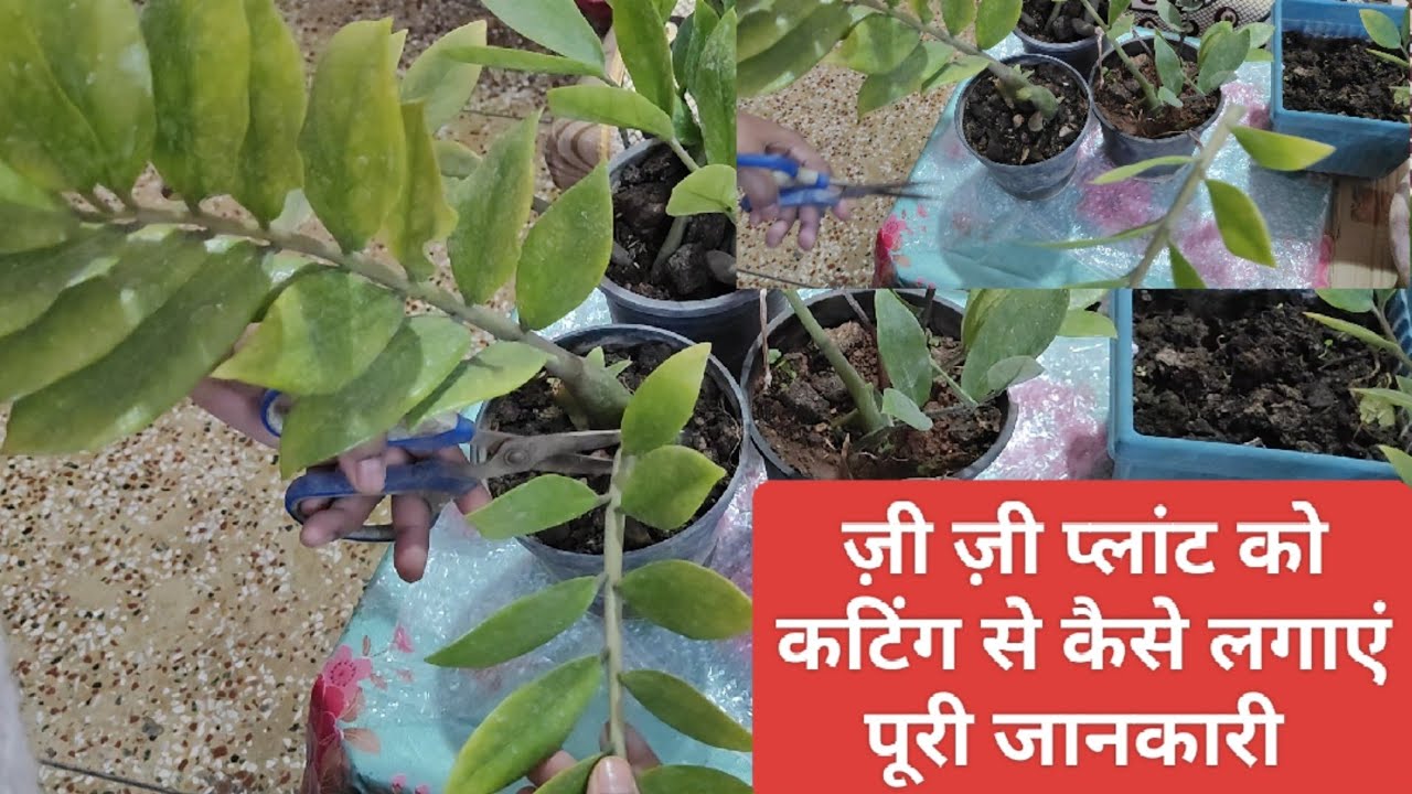 ज़ी ज़ी पौधे को कटिंग से कैसे लगाएं पूरी जानकारी 