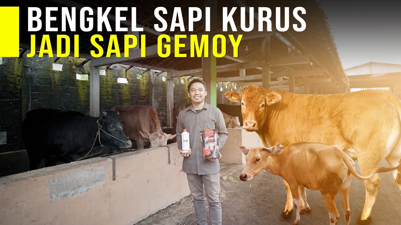 Bengkel Sapi Kurus Tinggal Tulang Diperbaiki Jadi Sapi Super Gemuk