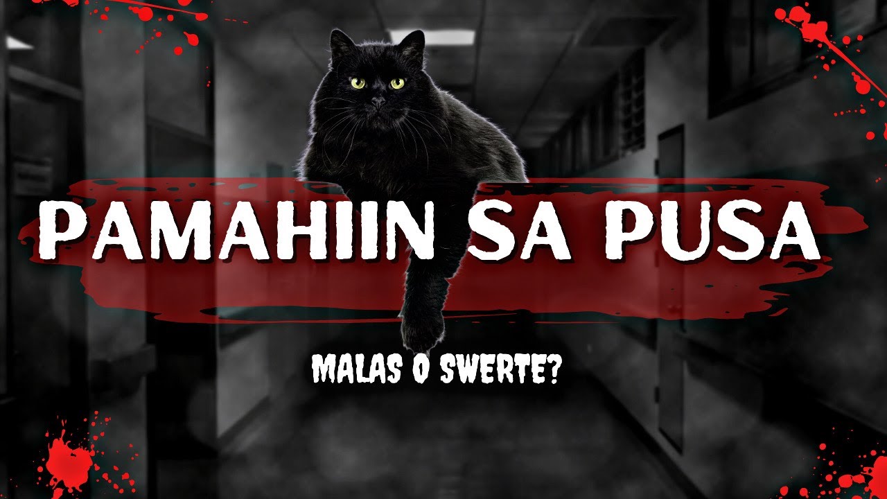 🍀Pamahiin sa PUSA MALAS O SWERTE?