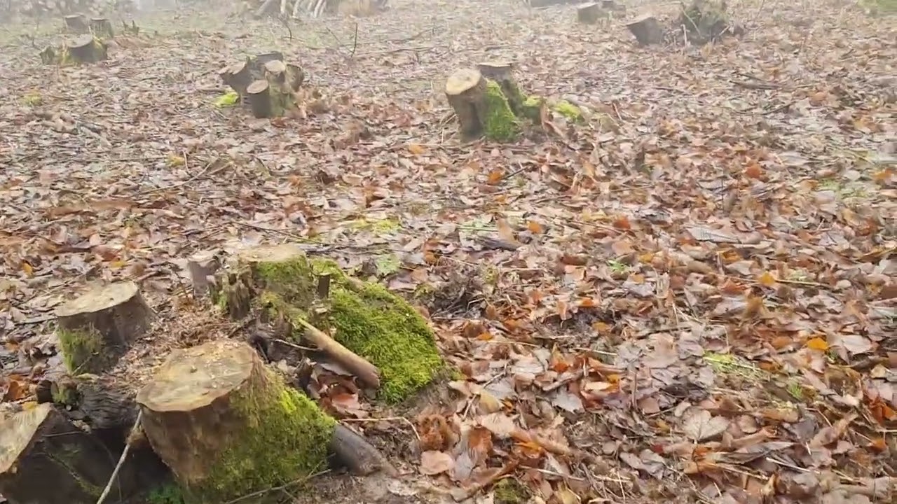 Trees in mist, the trees were dying