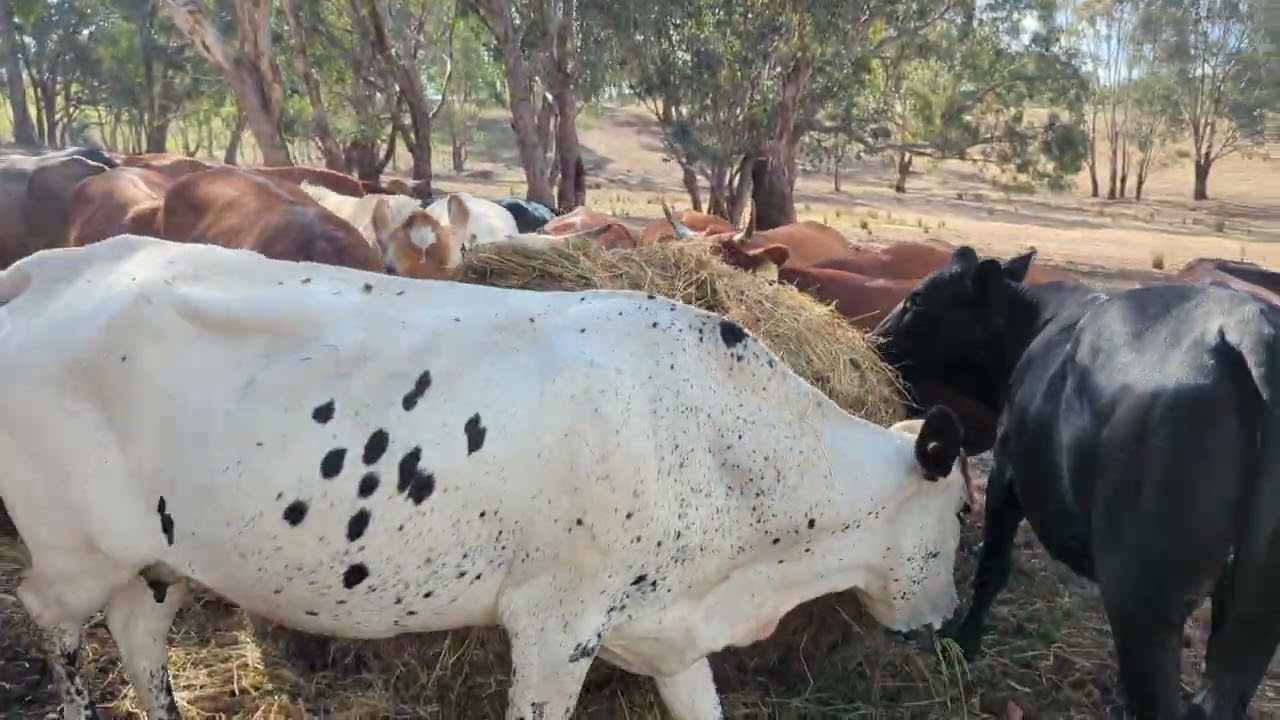 Tamelieke had a heifer calf! (Nguni cattle)