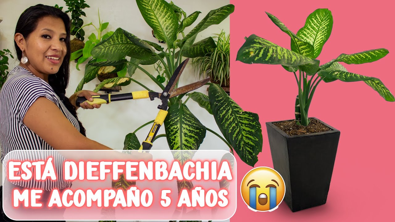 Poda y reproducción de planta de interior 😃🌱