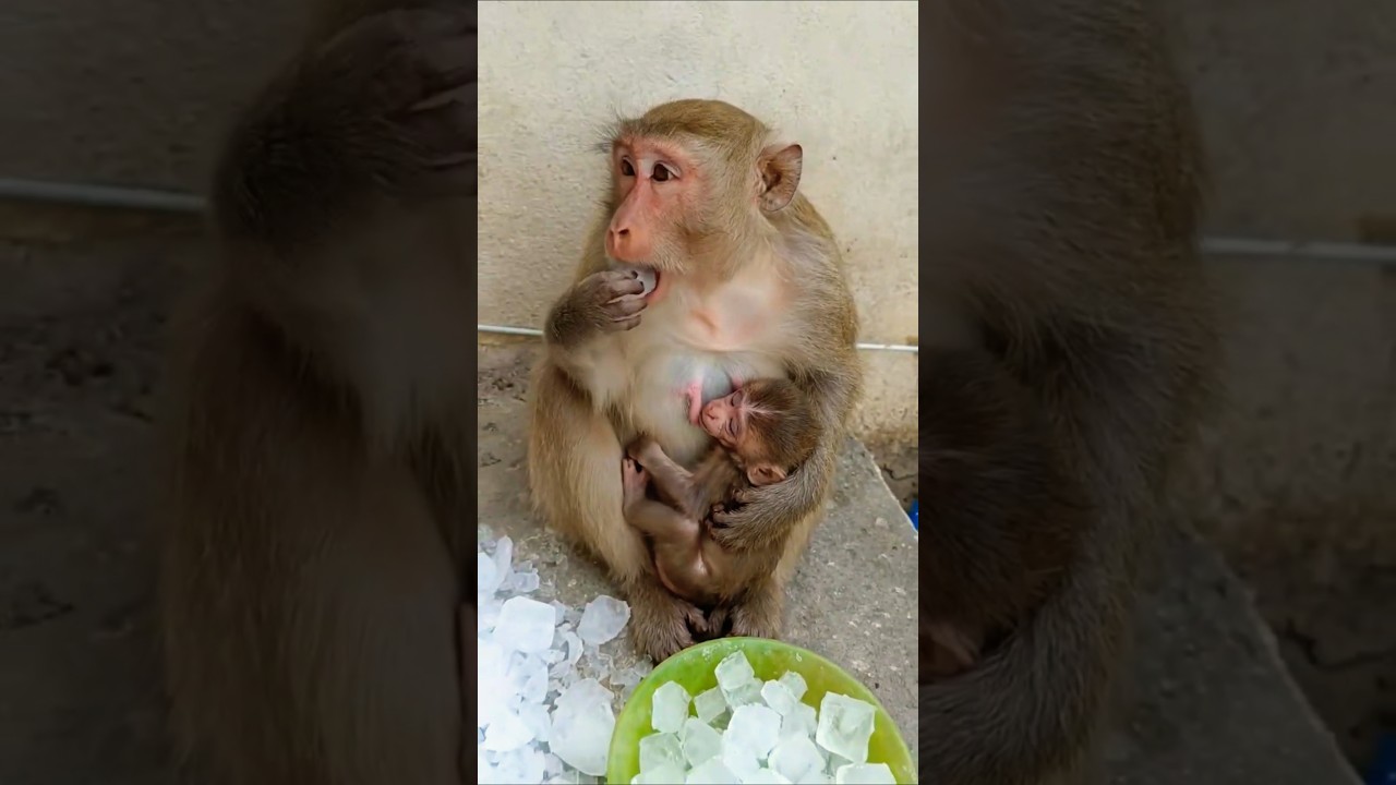 monkey baby feeding milk #bandar #monkey #monkeyvideo