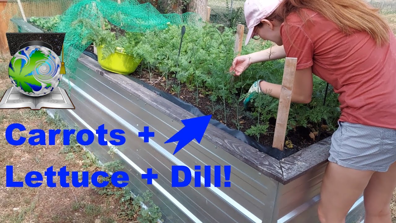 Backyard Growing Summer Update Tour (Veggie/Fruit/Spices/Canna)