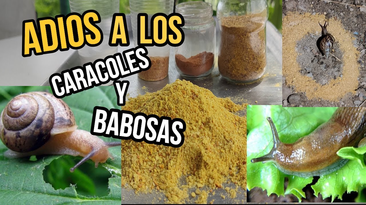 ELIMINA CARACOLES y BABOSAS del Jardín y Huerto  Método Casero y 100% Ecológicos, natural