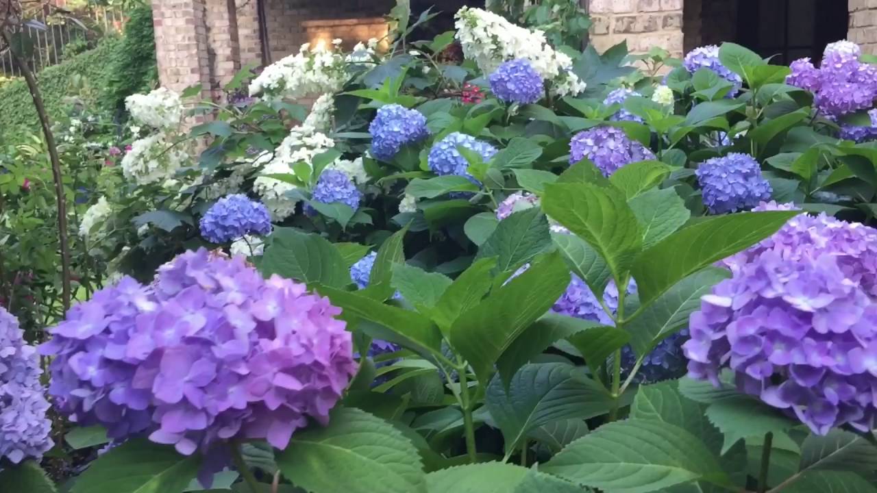 Growing Hydrangeas in my Southern Garden Tour//The Graceful Gardener