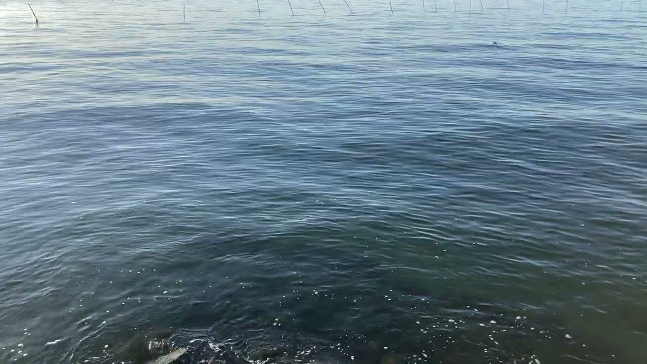 海