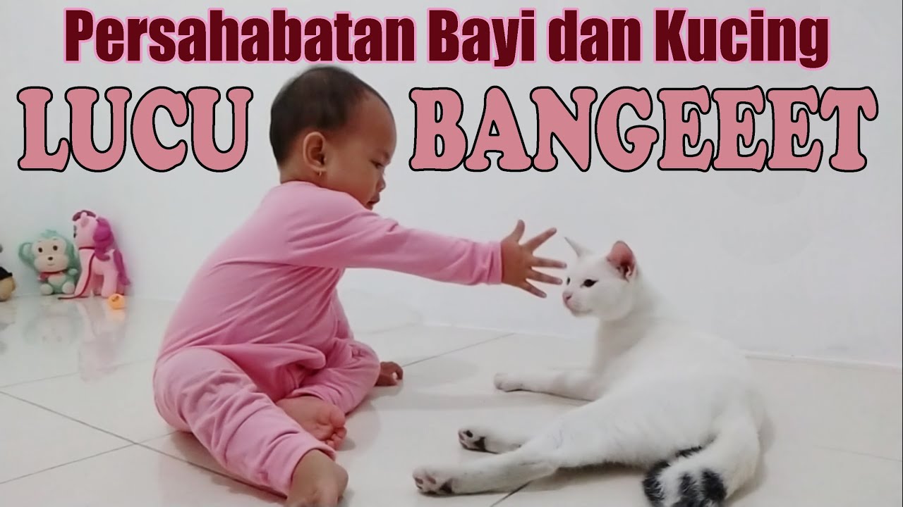 Bayi Main dengan Kucing Lucu Banget