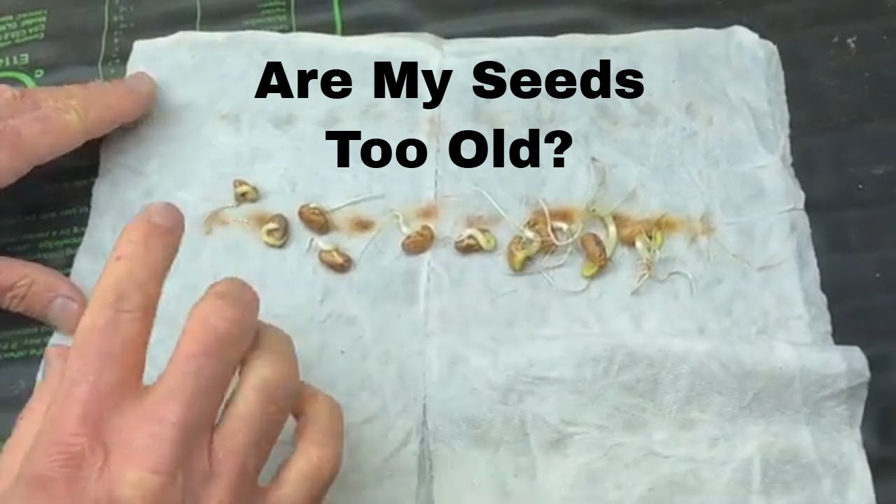 Are My Seeds Still Viable?