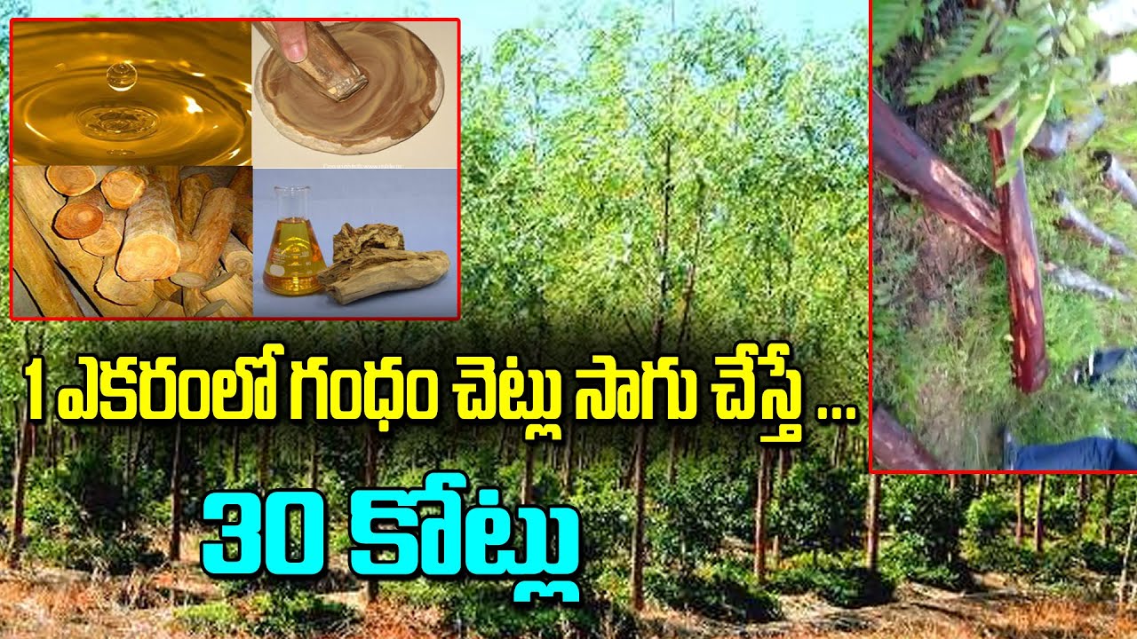 1 ఎకరంలో గంధం చెట్లు సాగు చేస్తే 30 కోట్లు.. | Gandham Farming Techniques  | Top Telugu TV