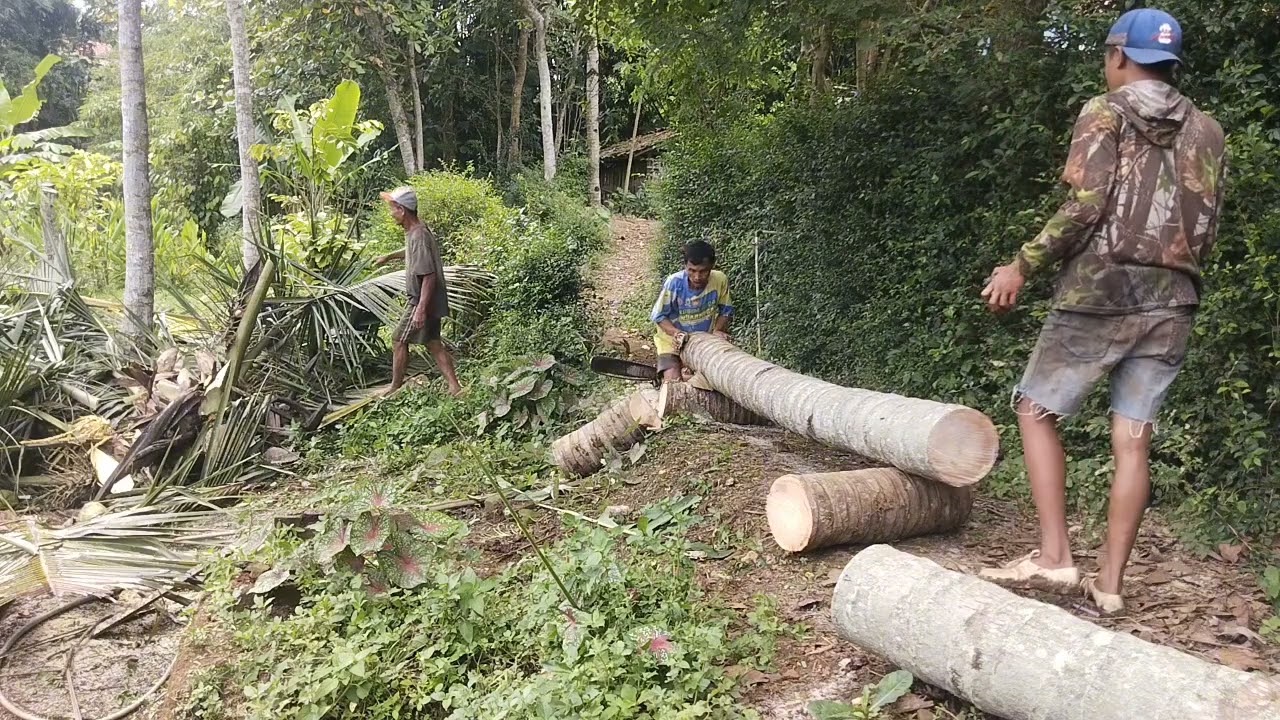 Tebang pohon klepa buat renopasi kandang kambing di karang maja kaliwungu