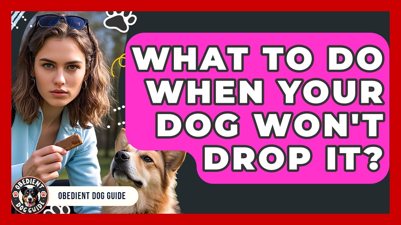 What To Do When Your Dog Won't Drop It? - Obedient Dog Guide