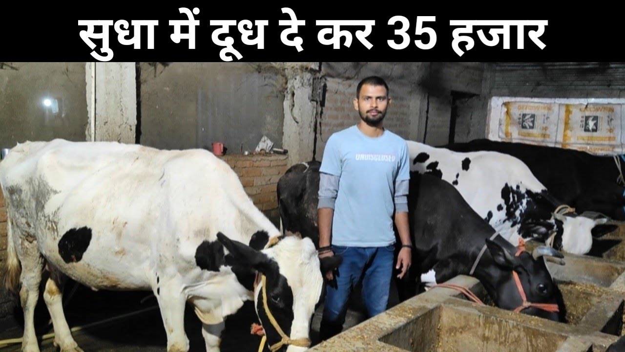 पढाई के साथ साथ सुधा में दूध दे कर अपने Dairy Farm से 35 हज़ार  कमाने वाला युवा | Dairy Farming
