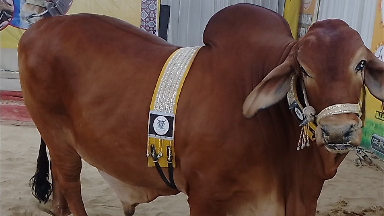 So expensive qurbani janwar 2025 in sohrab Goth Eid Mubarak