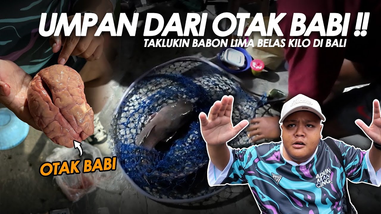 NYOBAIN UMPAN HARAM DI BALI !! OTAK BABI INI BIKIN GEMBUL NIMBANG BABON 15kg || BAM#7