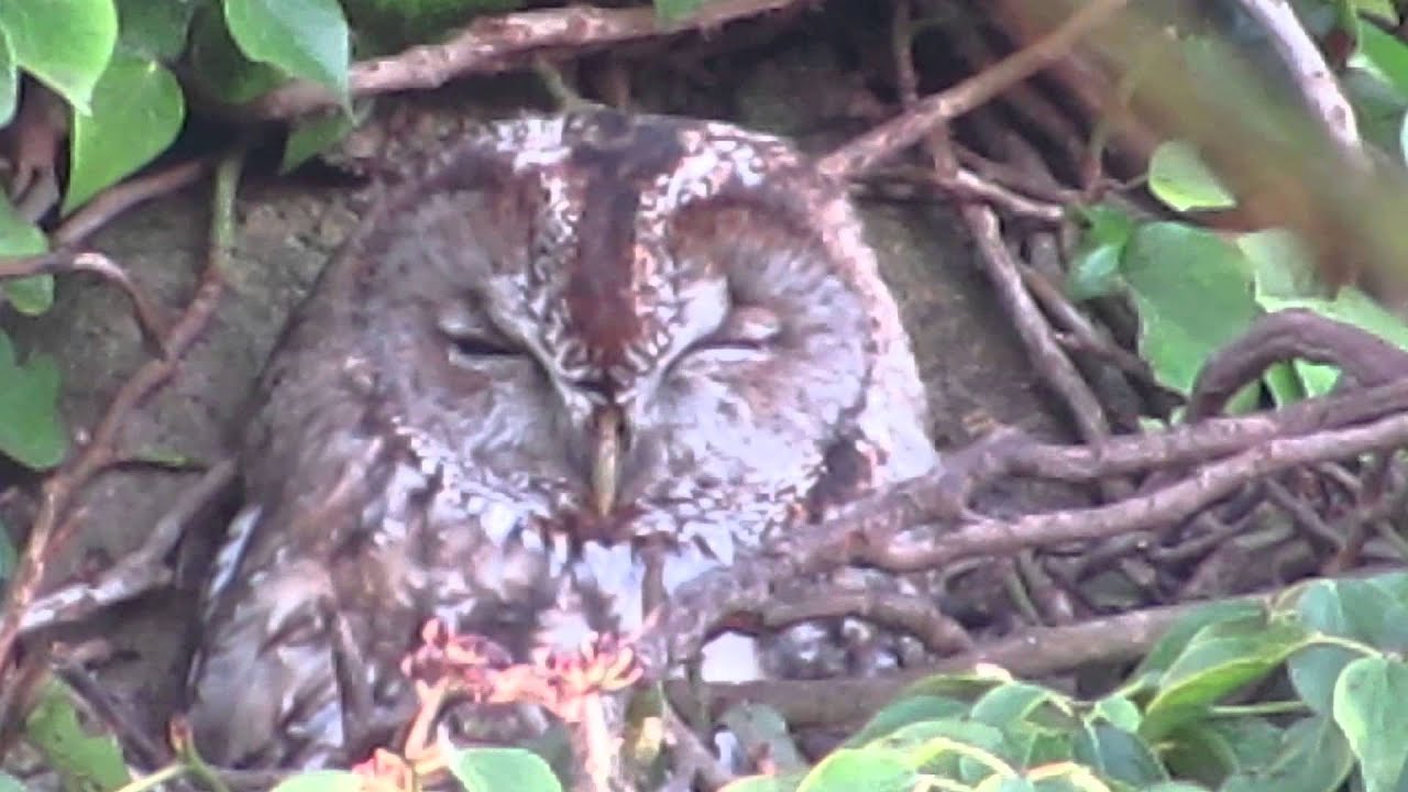 Tawny Owl (Strix aluco)