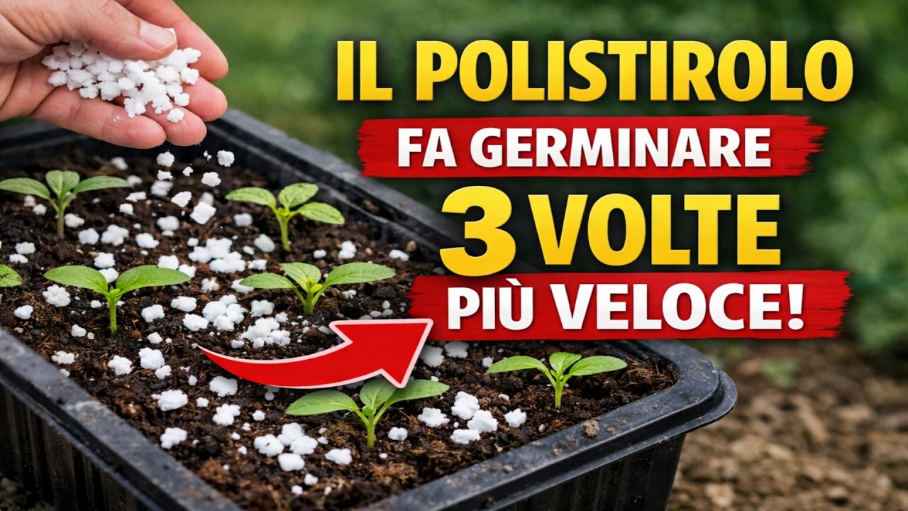 DIMENTICATE perlite e vermiculite! Il polistirolo accelera la germinazione di ben 3 VOLTE. Mettiamo
