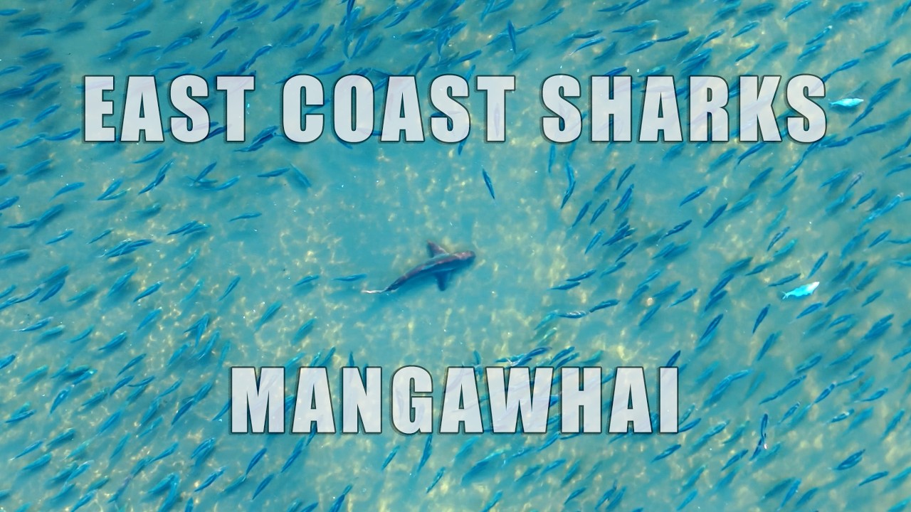 EAST COAST SHARKS MANGAWHAI