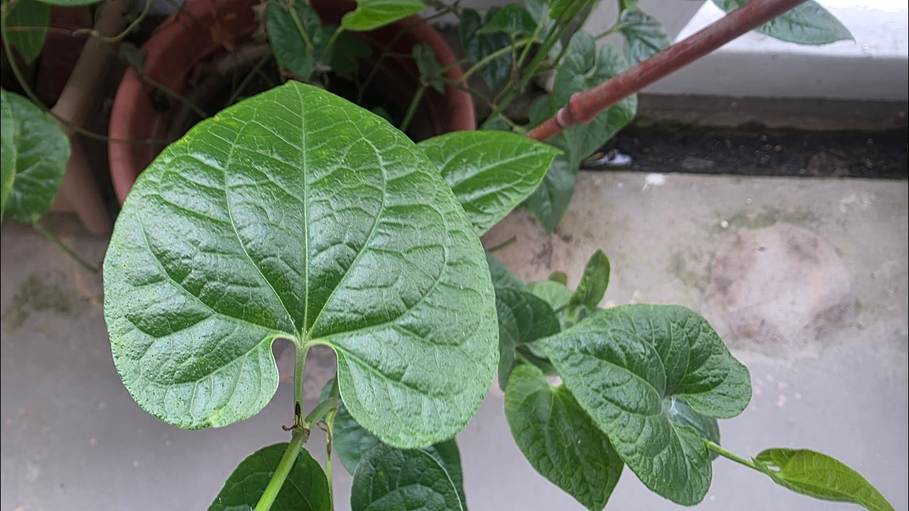 Healthy Tipili Ilai Rasam - Herbal Home Remedy Recipe(Singapore Vlog)