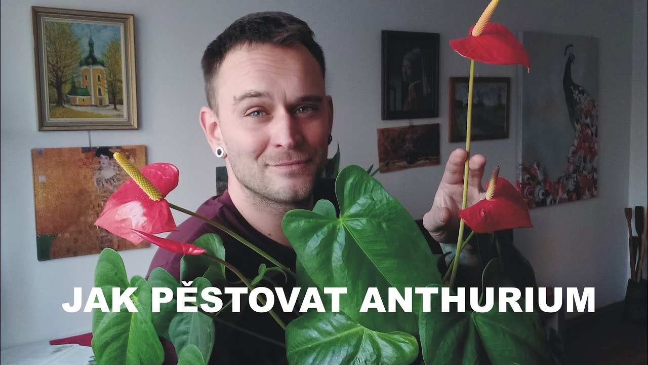 Honzík Lací - Jak pěstovat toulitky