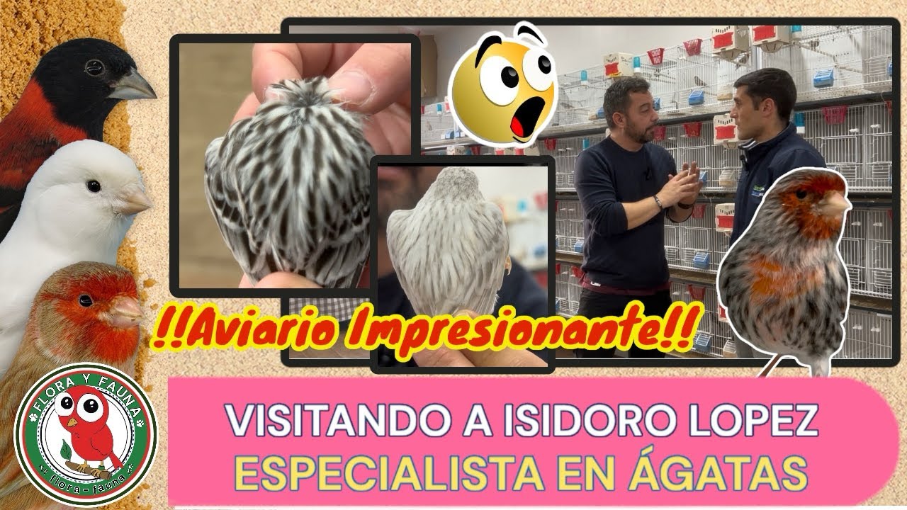 Visitando a Isidoro López, especialista en ágatas