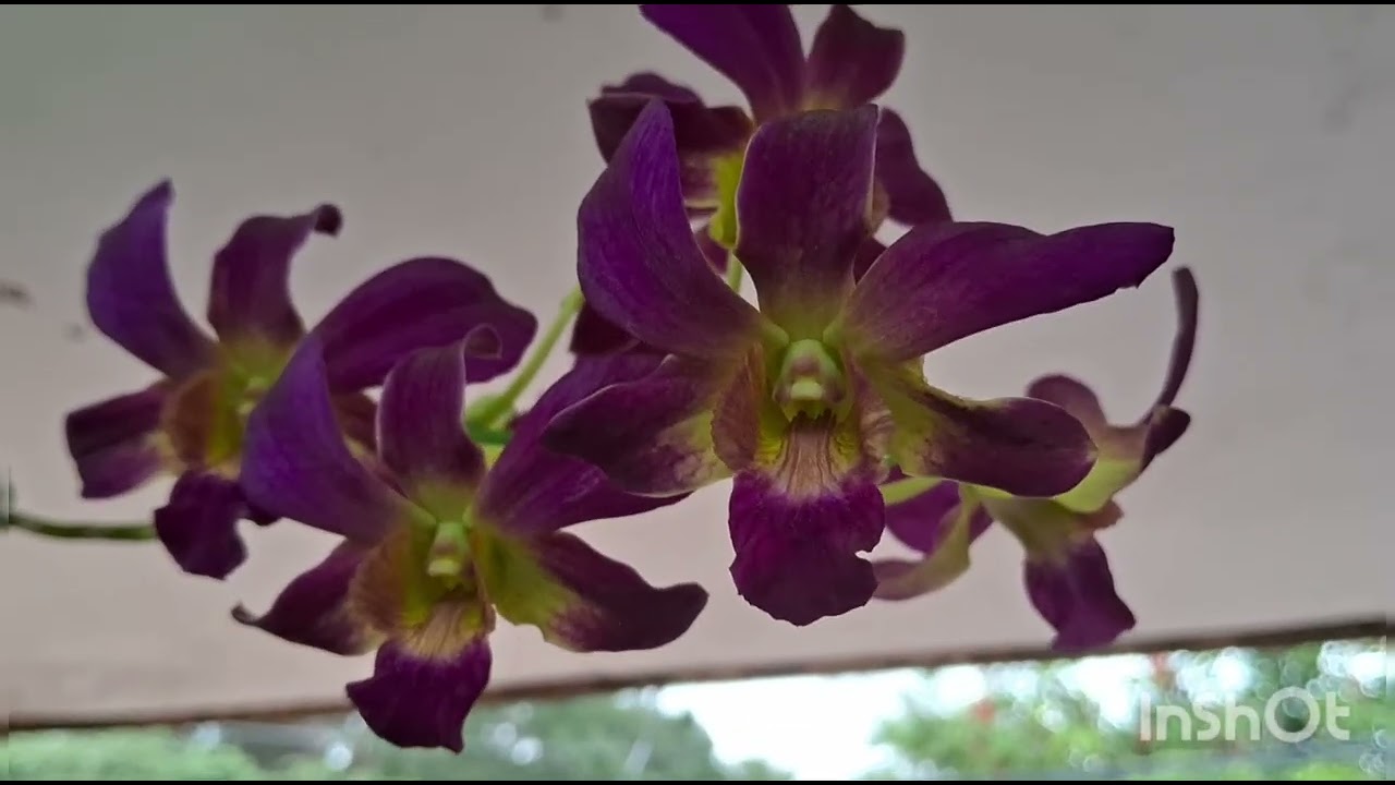 When need to water your orchids 🤩