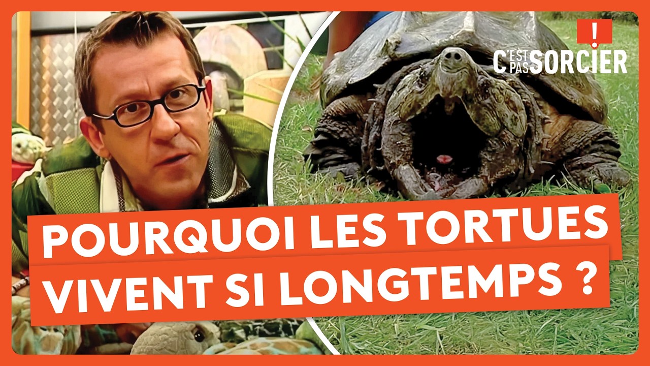 Pourquoi les Tortues vivent si longtemps ? - C'est pas sorcier