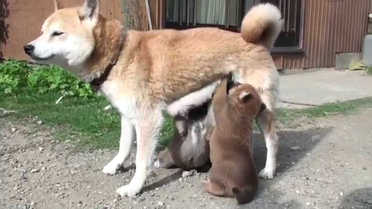 子育て奮闘中の柴犬のお母さんです♪