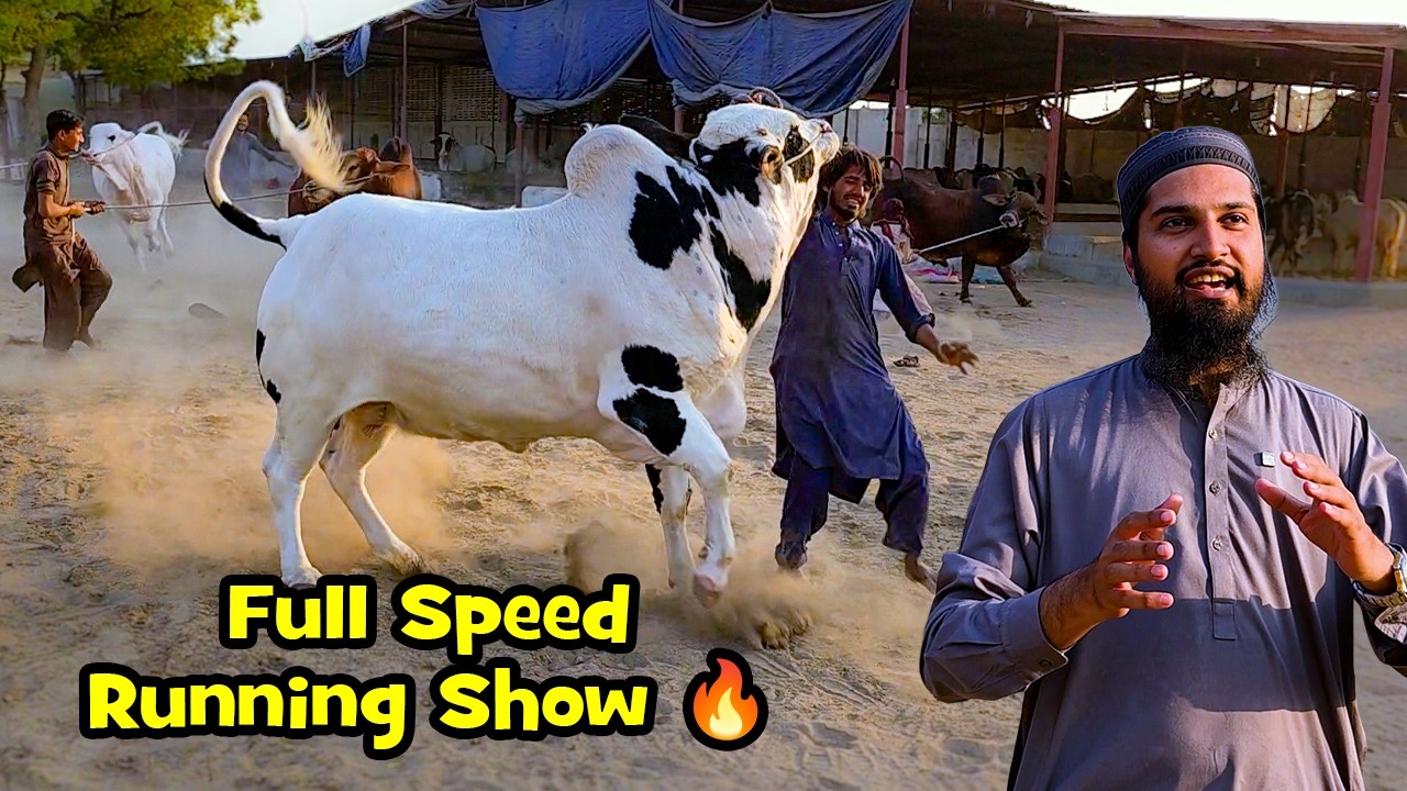 Mahol Garam: itne Saare Bachday Khule Chor Diye | AQ Cattle Farm