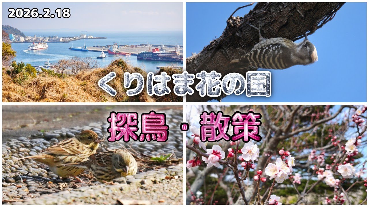 くりはま花の国｜探鳥・散策（会えた野鳥、アオジ，ヒヨドリ，コゲラ，メジロ，ツグミ）2026.2.18 Wed