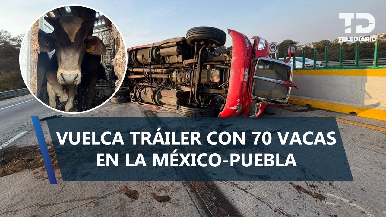 Tráiler con cargamento de vacas sufre volcadura en la autopista México-Puebla