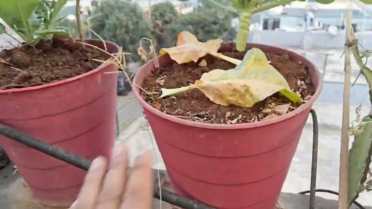 Garden full tour - what's gone well