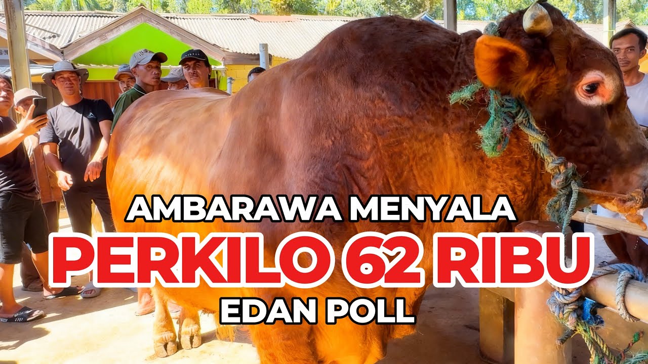 H.MAD NGAMUK 🔥 SAPI SUPER BIKIN GEGER PASAR‼️#masbjahsapi #sapisuper #cow #sapipotong #fyp 